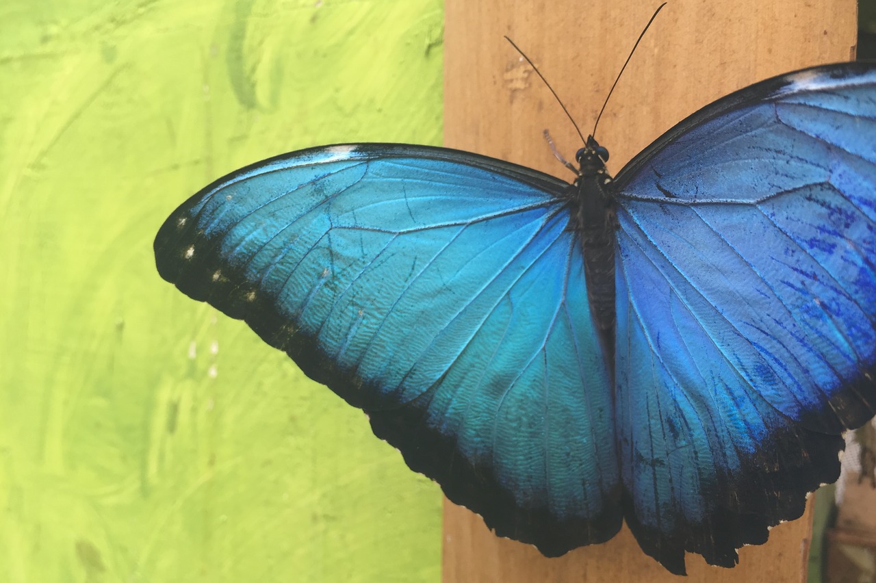 butterfly close ecuador free photo