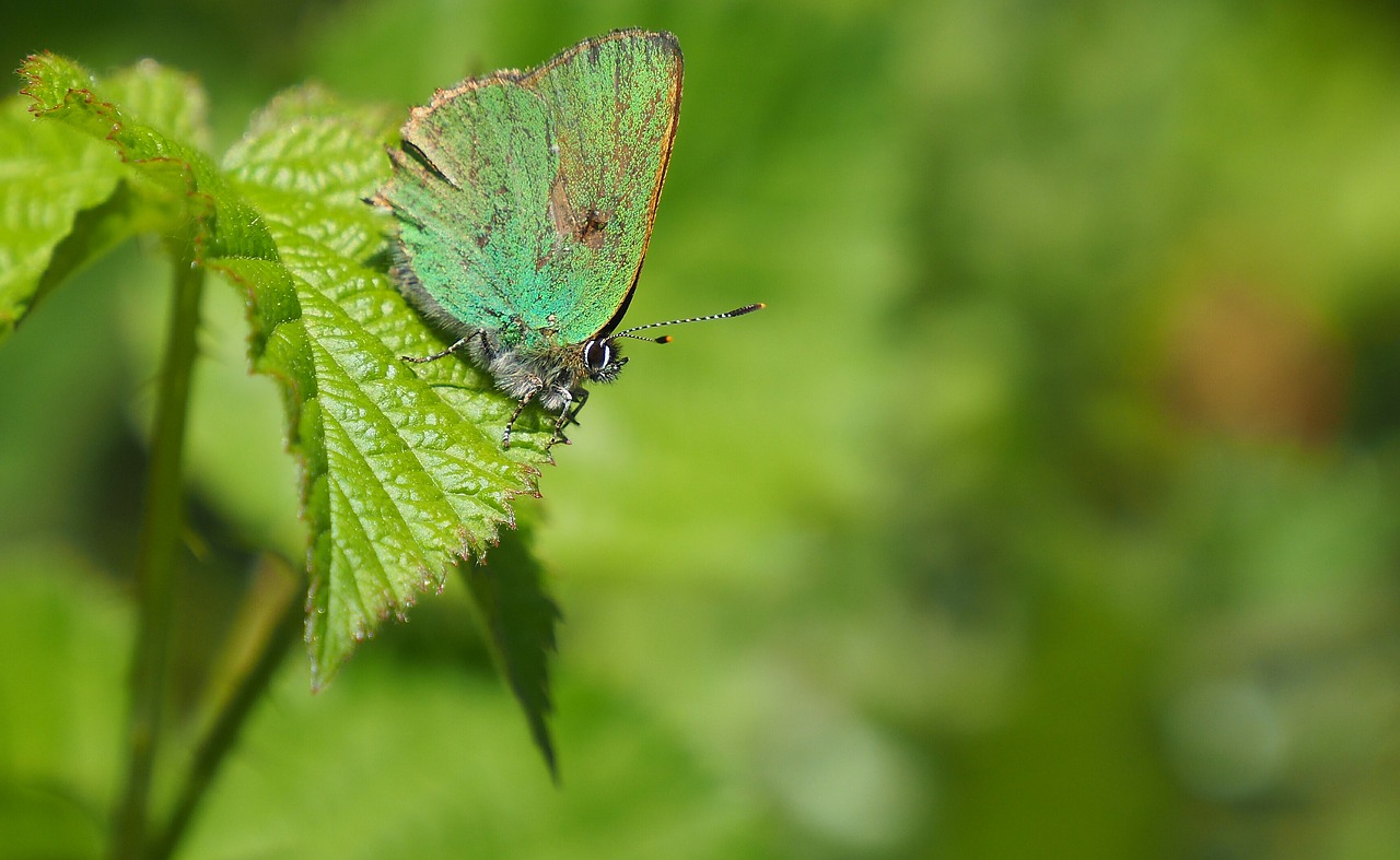 butterfly nature leaf free photo