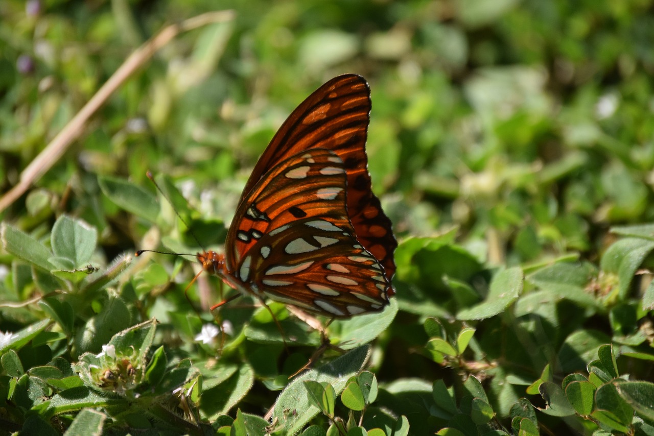 butterfly nature summer free photo