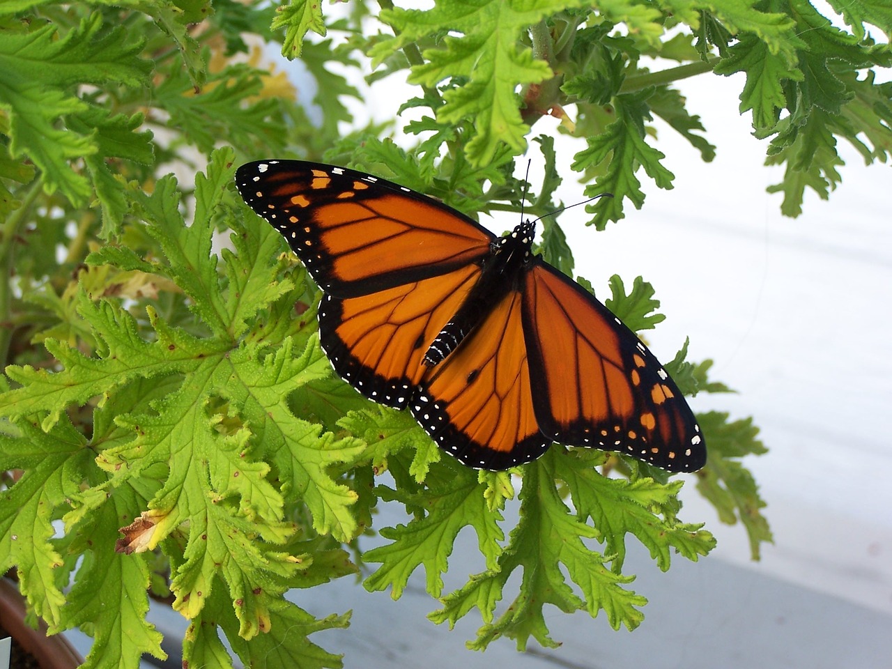 butterfly insect nature free photo