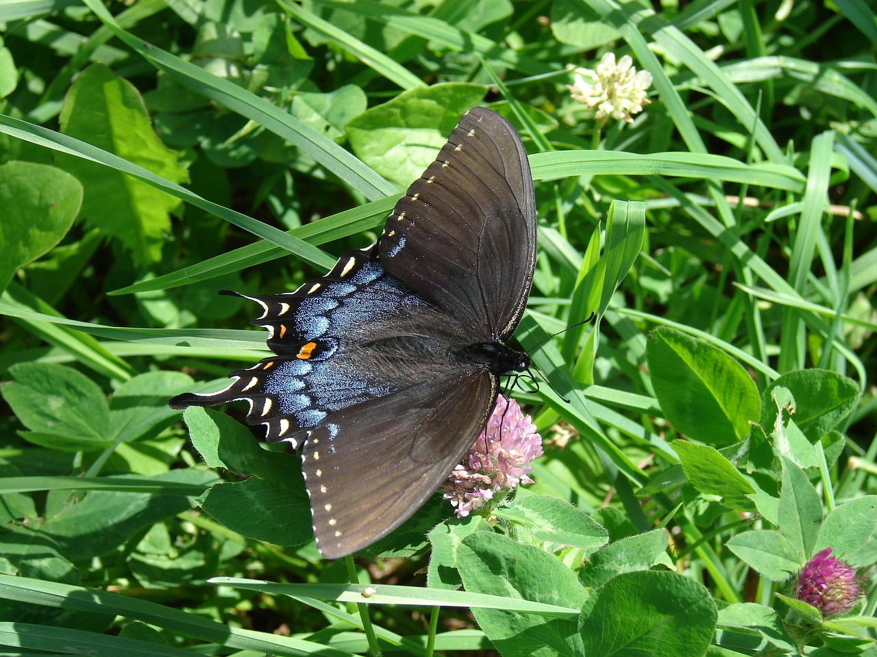 butterfly earth day nature free photo