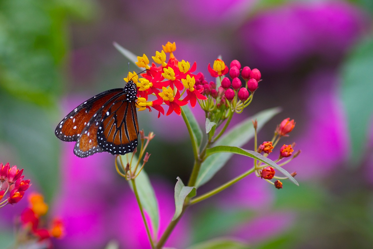 Летние Цветы С Бабочками