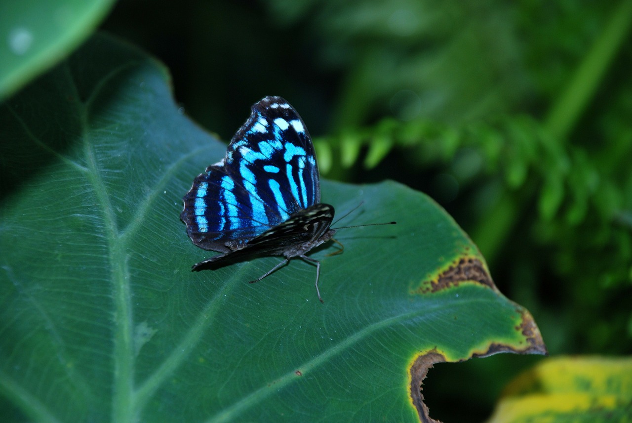 butterfly butterflies blue free photo