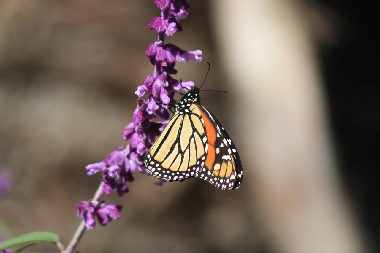 butterfly new zealand gisborne free photo