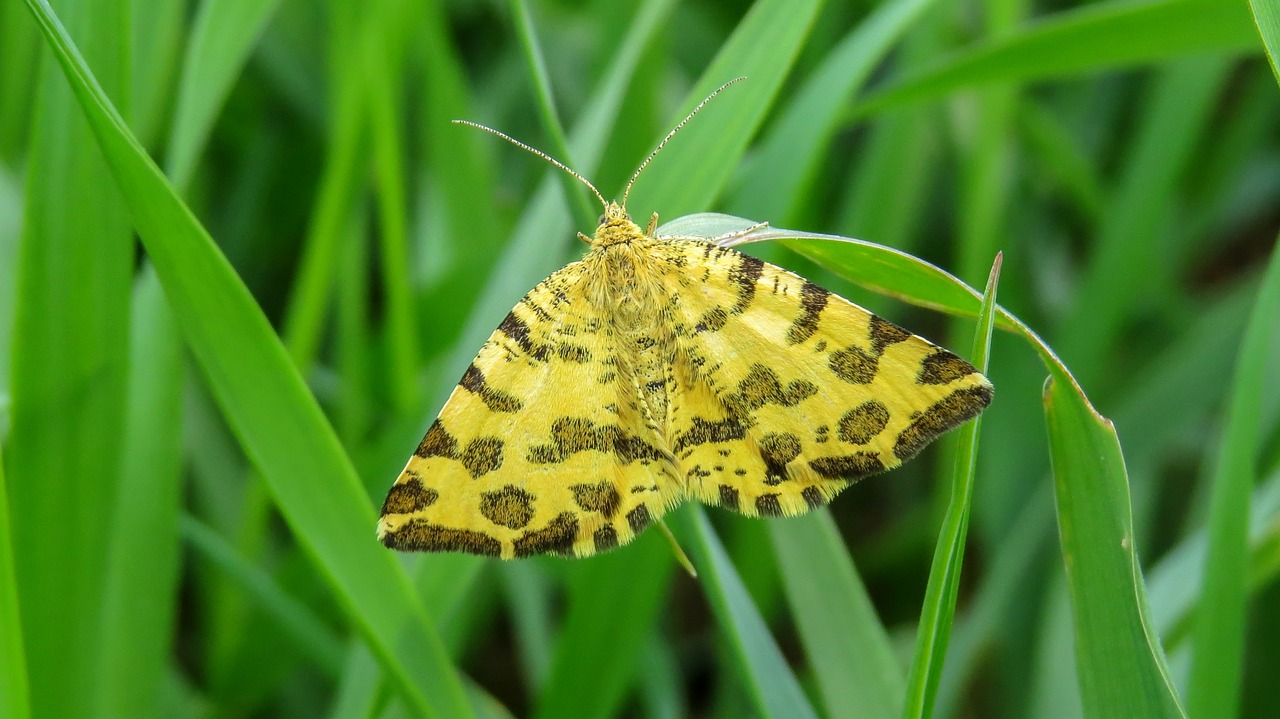 butterfly macro nature free photo