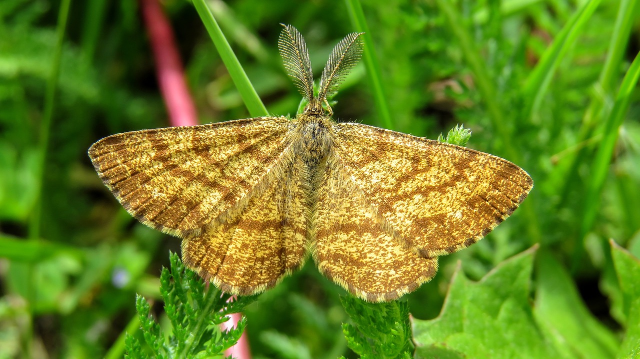 butterfly macro nature free photo