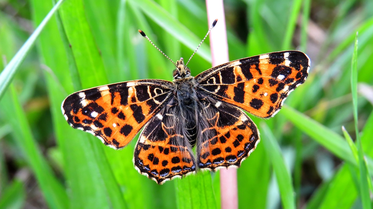 butterfly macro nature free photo