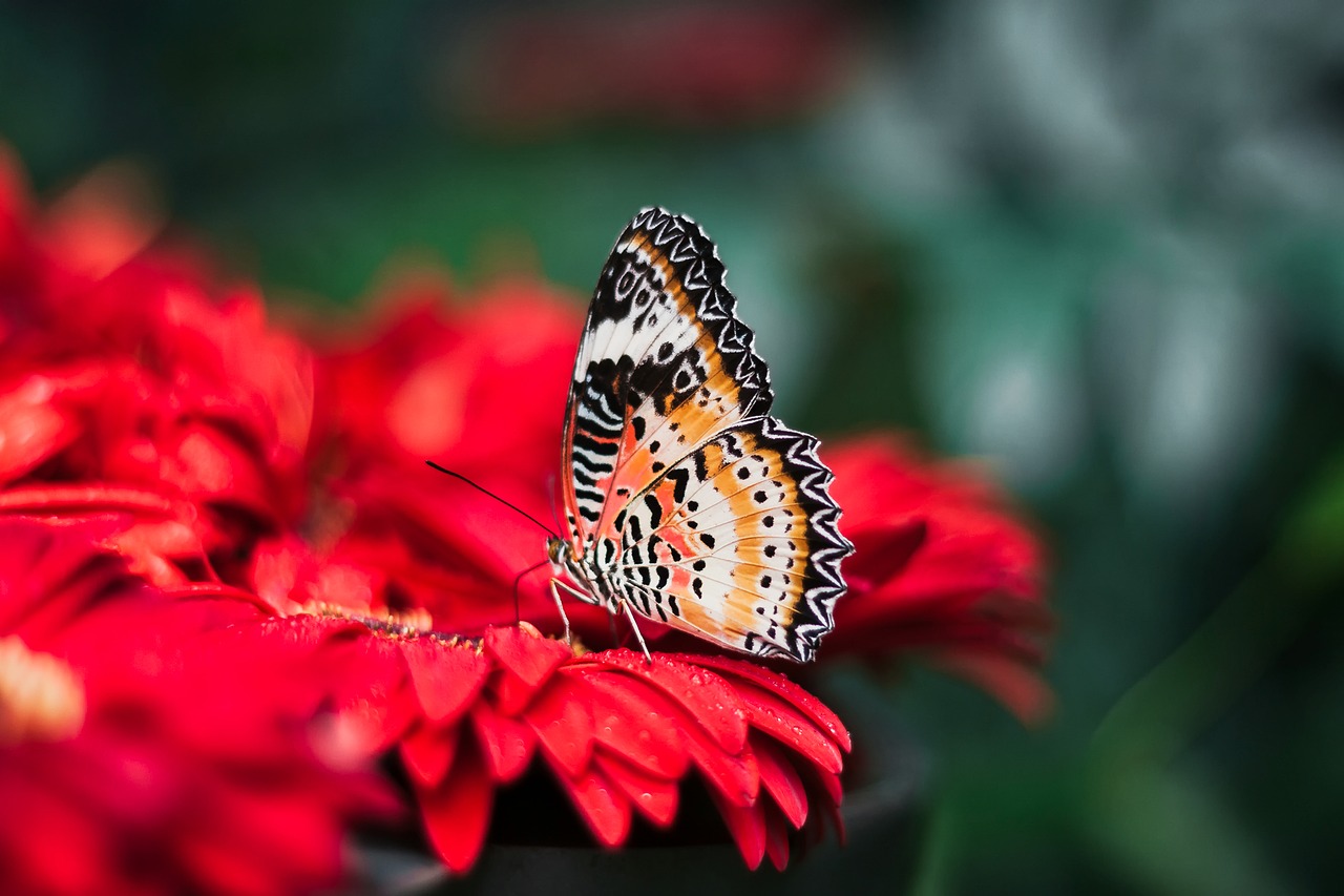 butterfly insect colors free photo