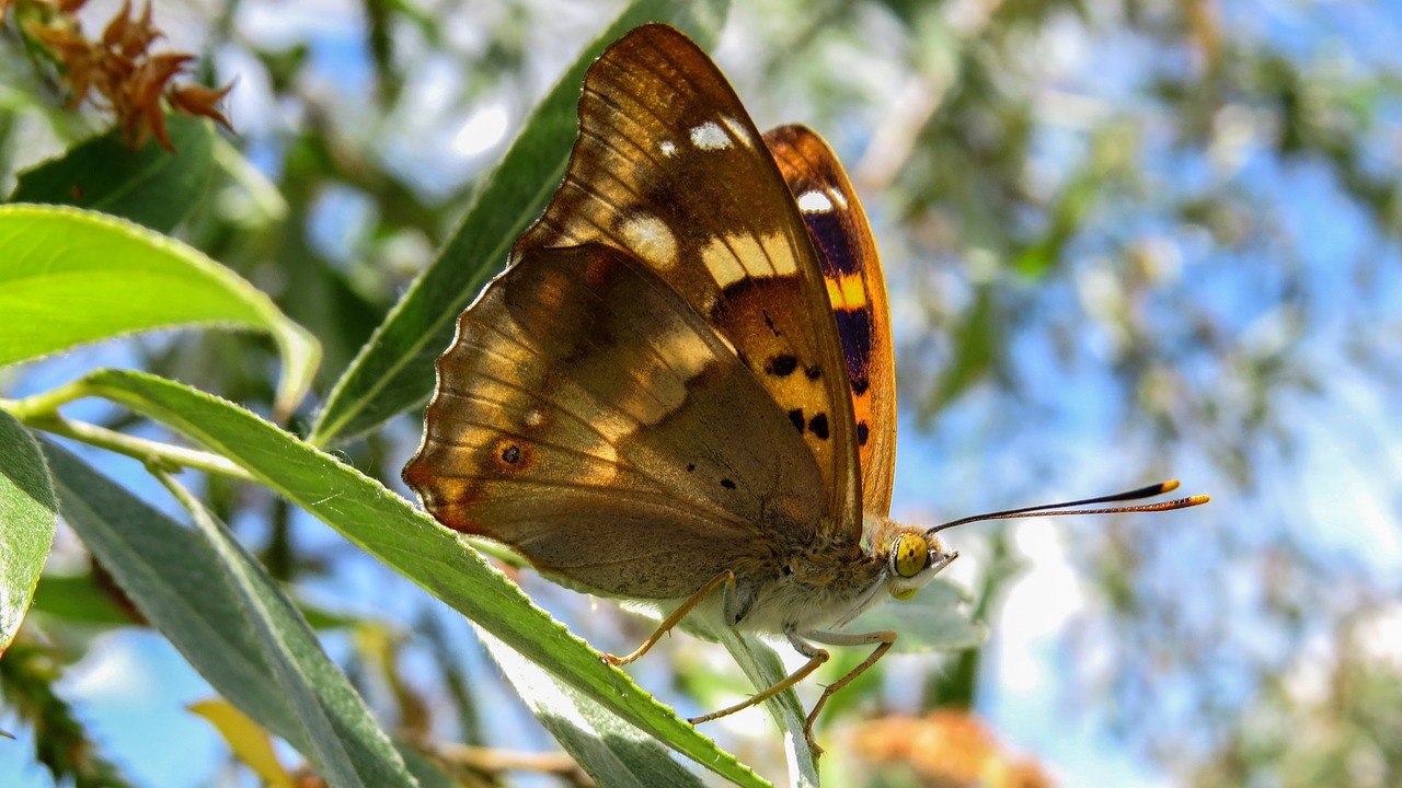 butterfly macro nature free photo