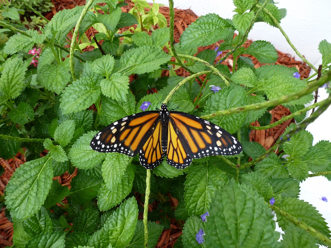 butterfly monarch monarch butterfly free photo