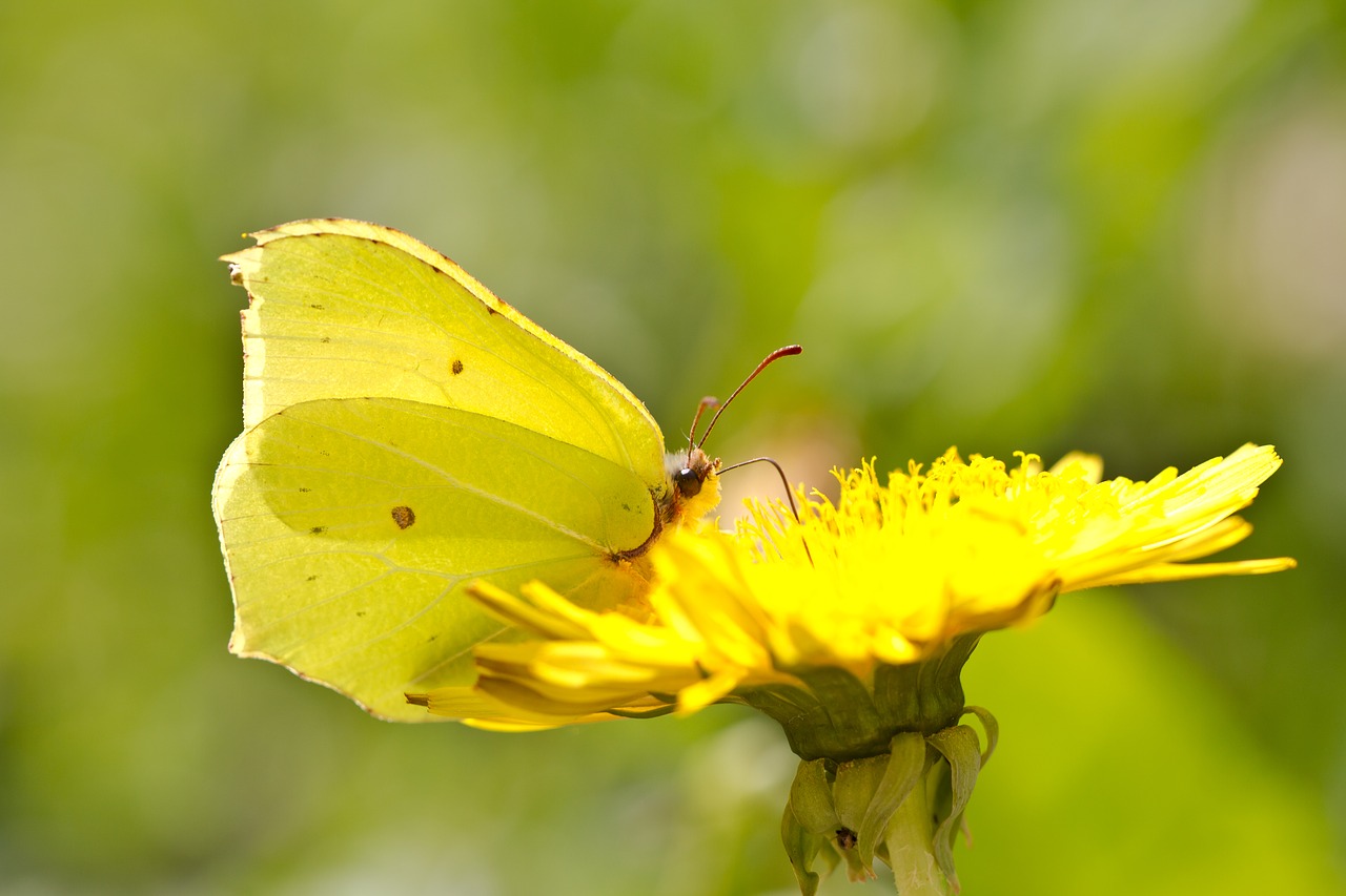 butterfly drexel yellow free photo