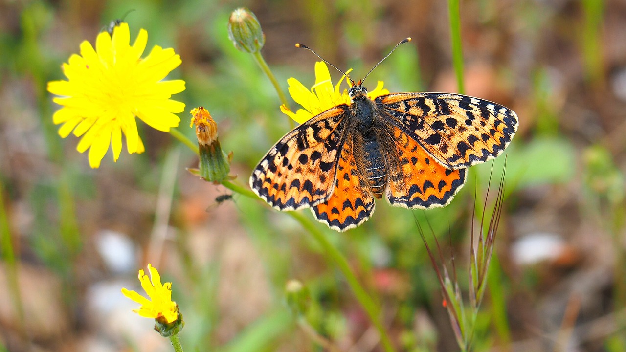 butterfly flower nature free photo