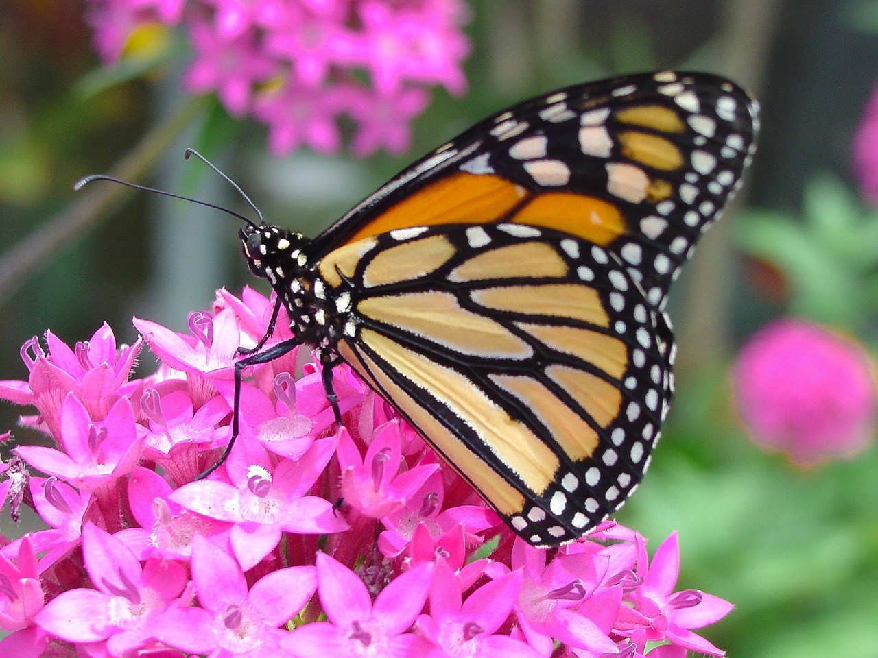 butterfly flower monarch free photo