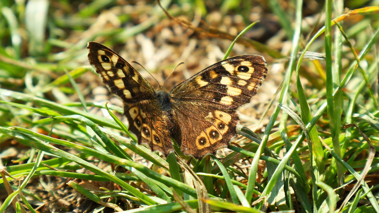 butterfly insect nature free photo