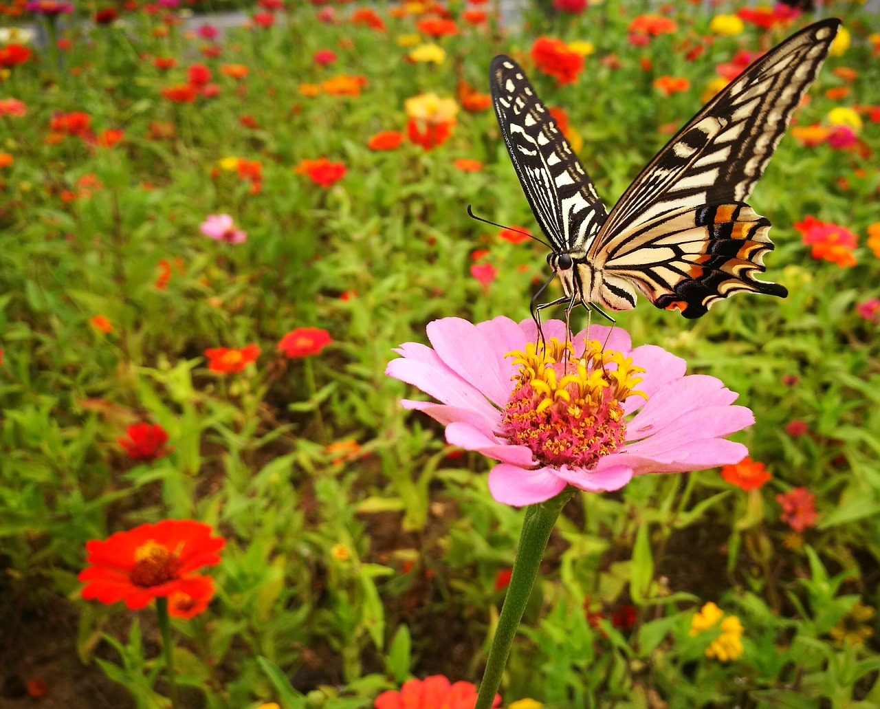 butterfly flower color free photo