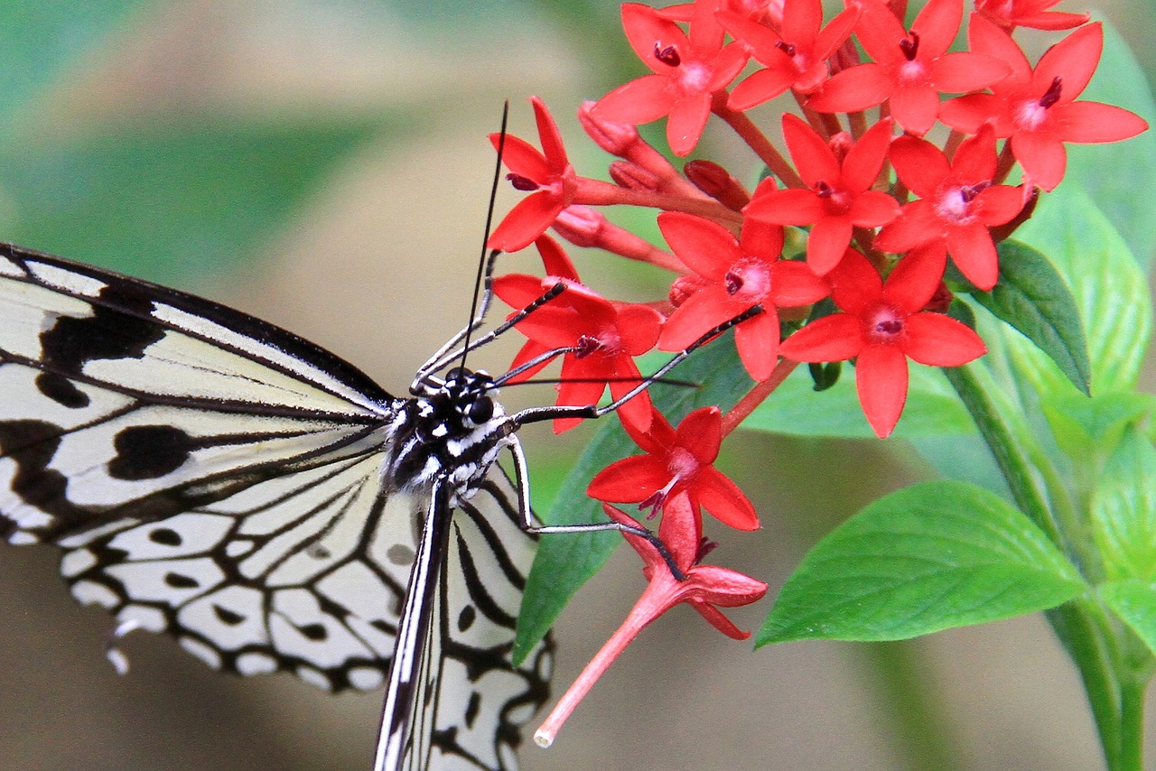 butterfly white black free photo