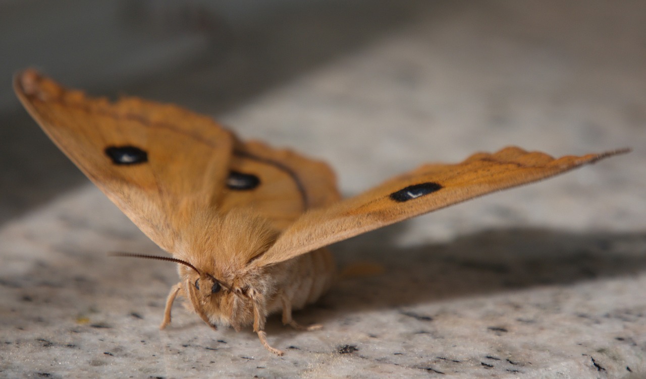 butterfly moth nature free photo