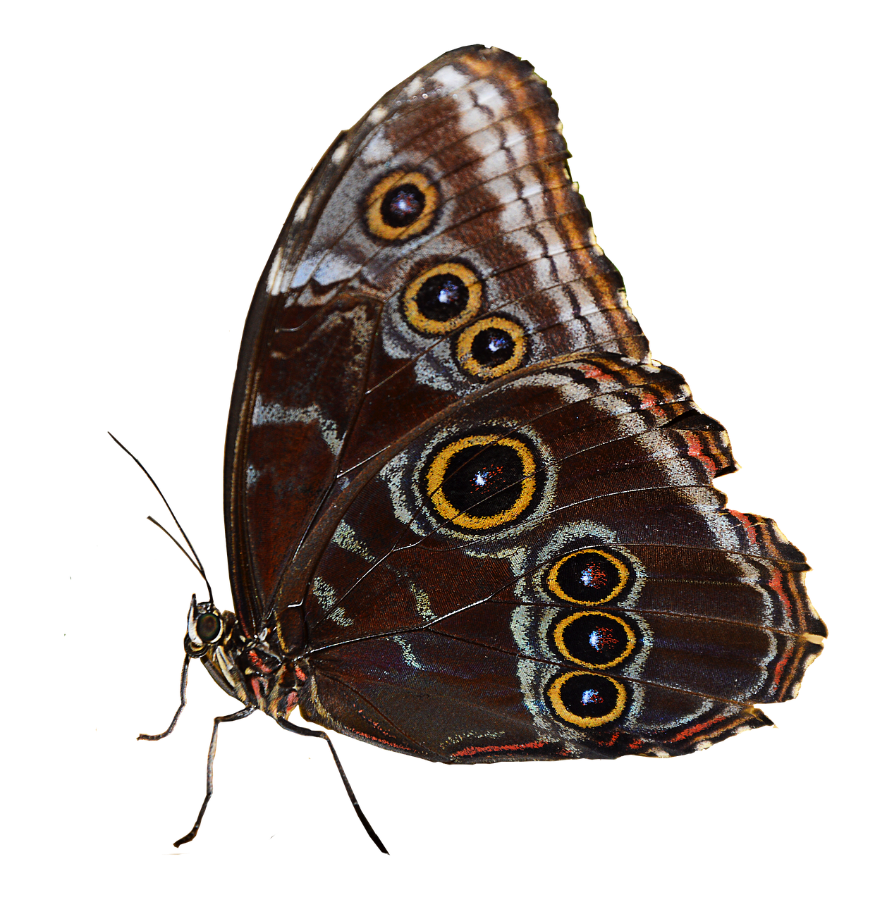 butterfly brown isolated free photo