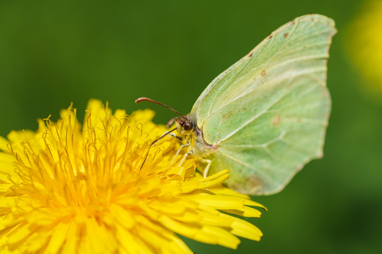 butterfly animal macro free photo