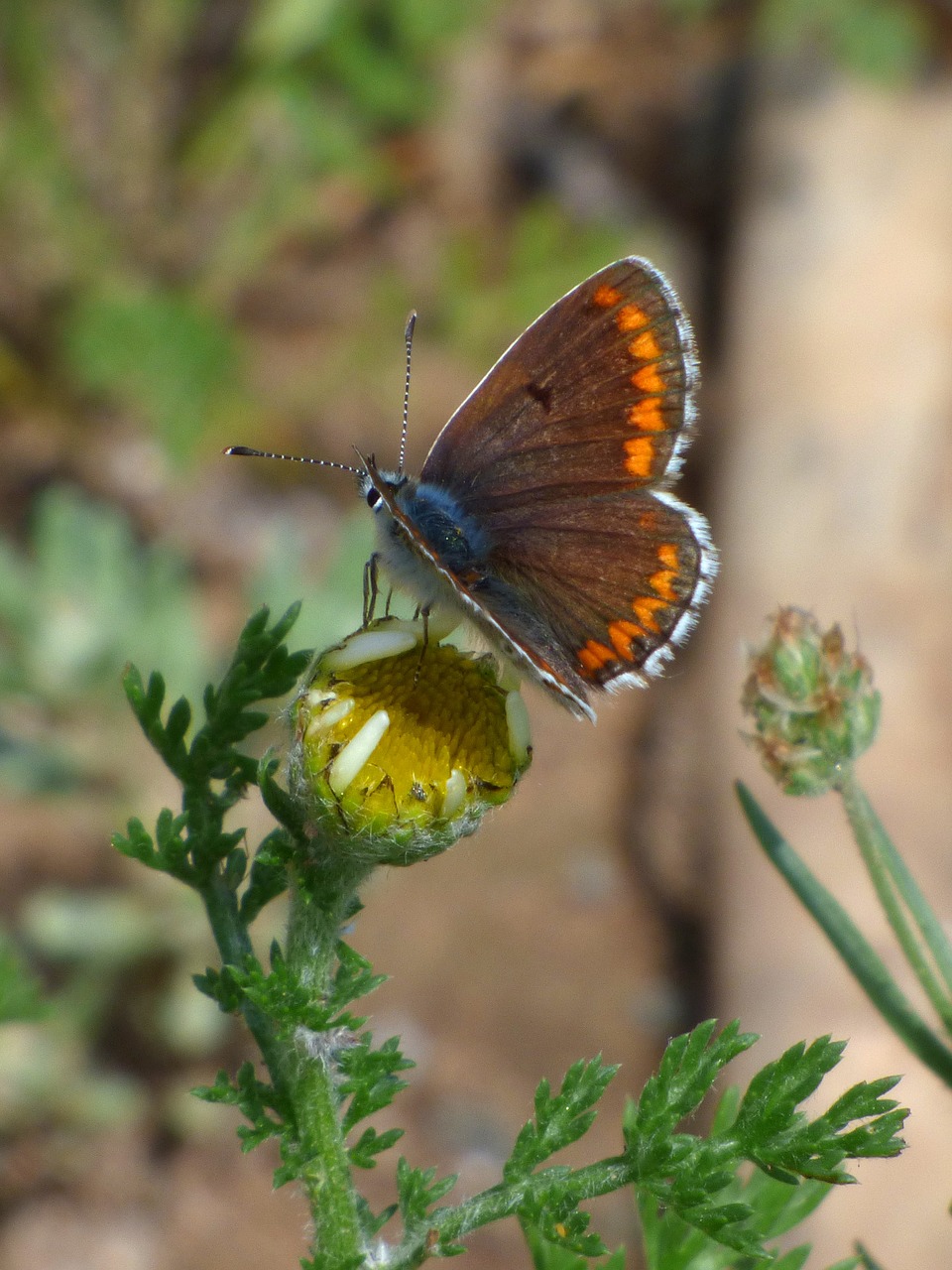 butterfly aricia cramera brunette free photo