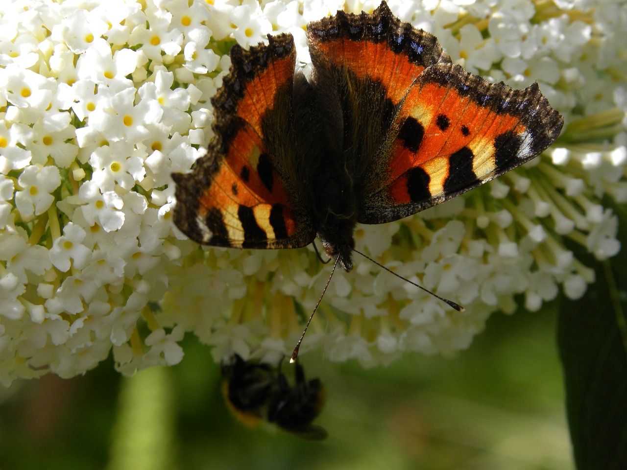 butterfly nature garden free photo