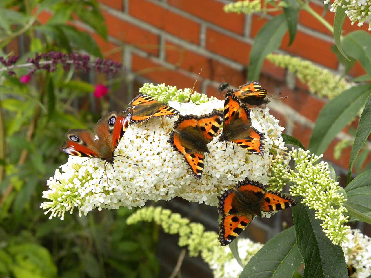 butterfly nature garden free photo