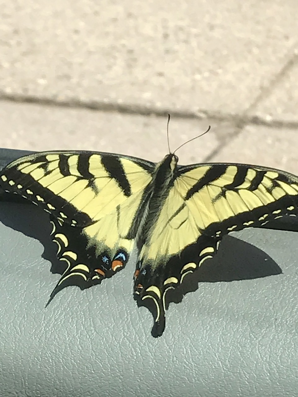 butterfly insect wings free photo