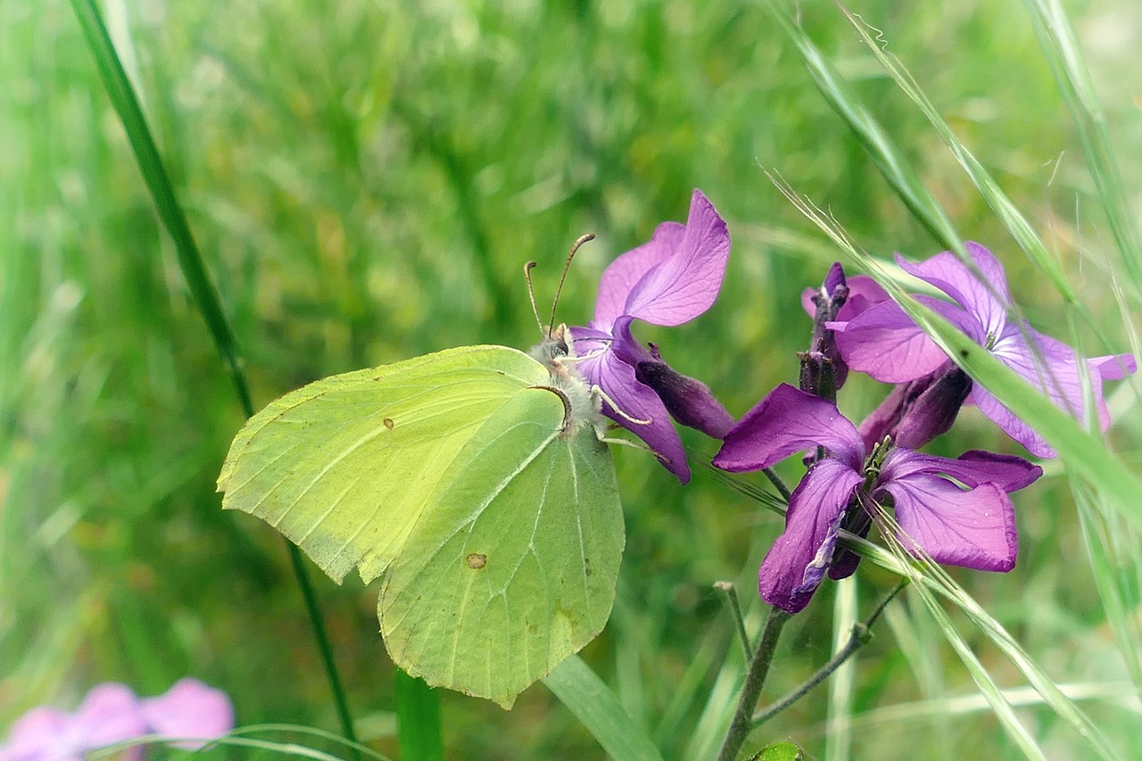 butterfly gonepteryx rhamni purple flower free photo