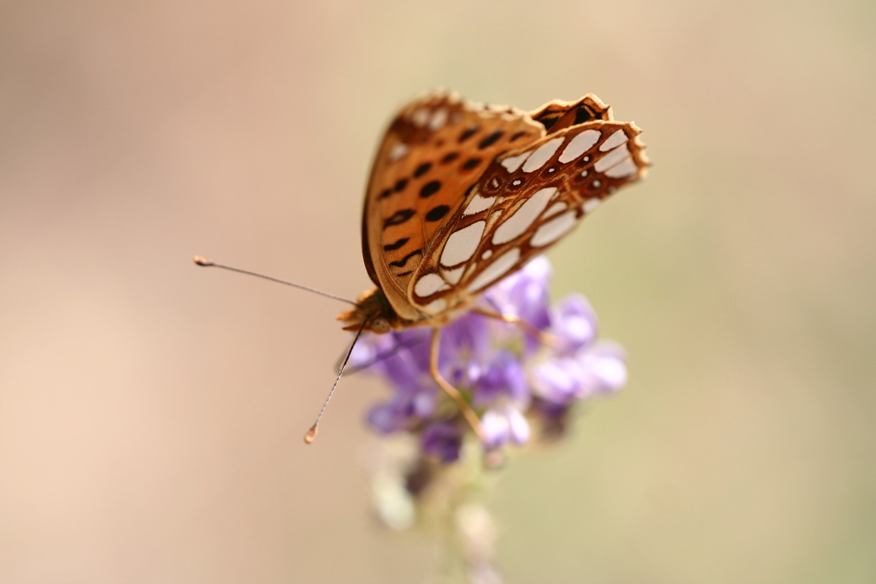 butterfly animal fly free photo