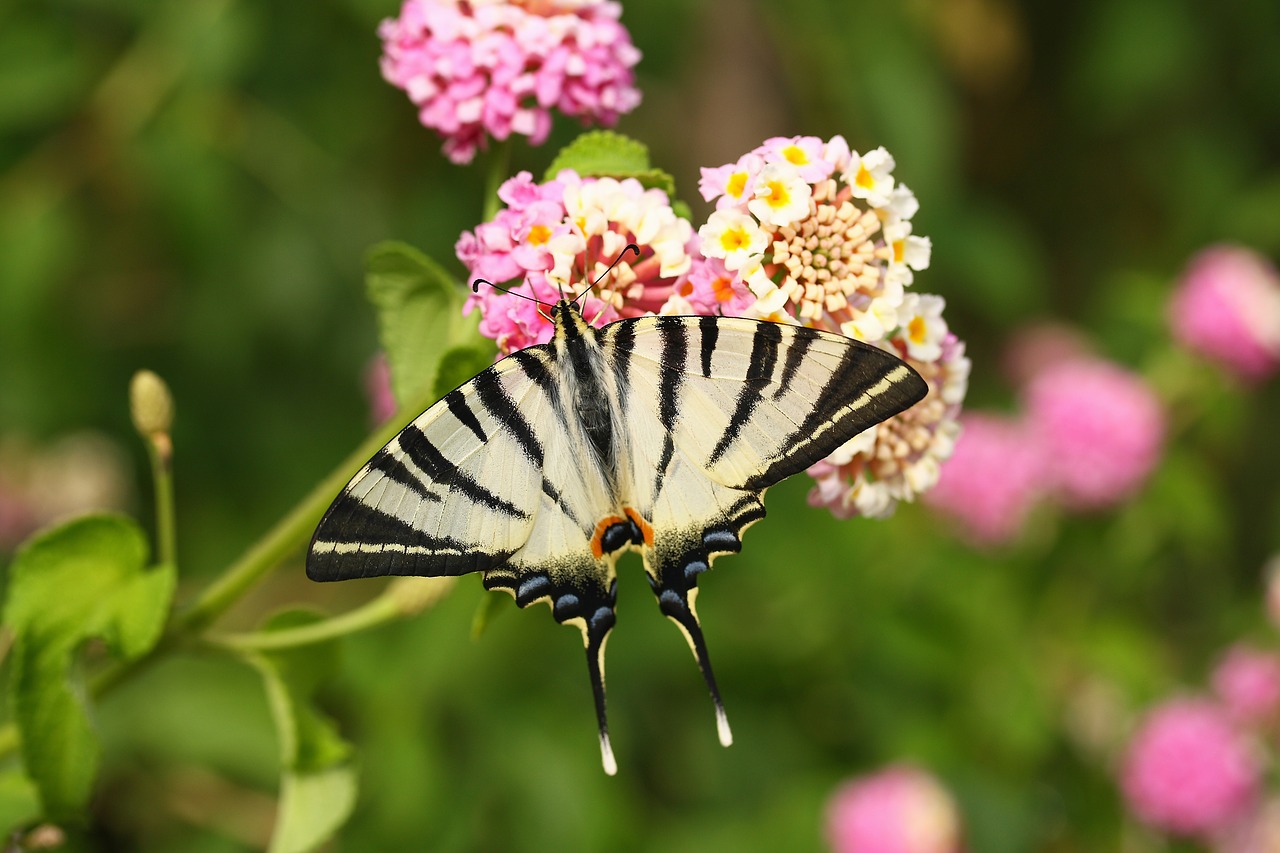 butterfly animal insect free photo