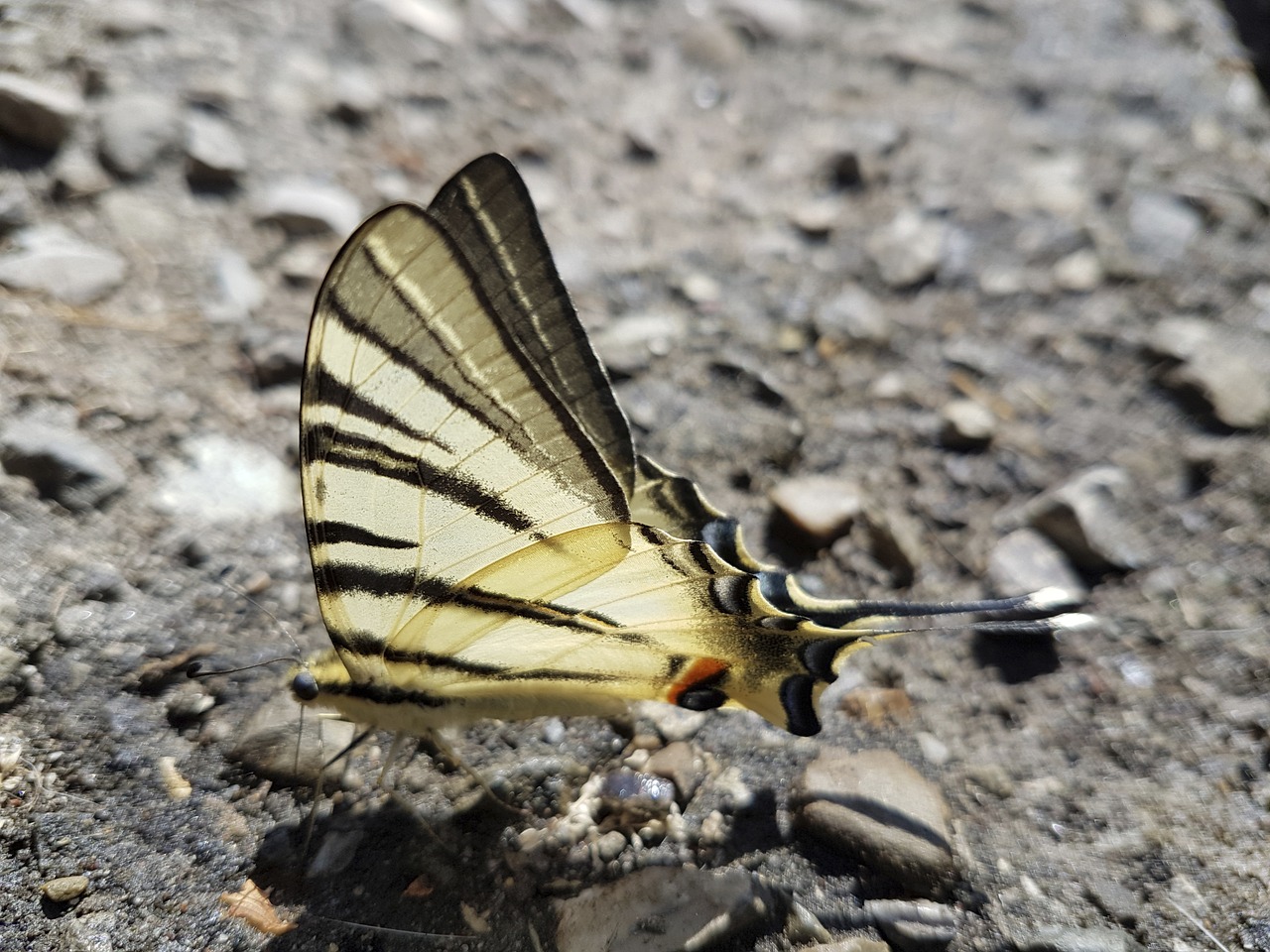 butterfly nature road free photo