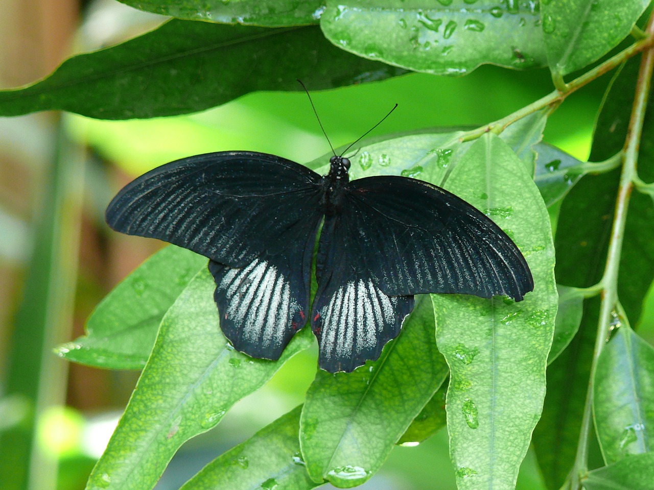 butterfly insect nature free photo