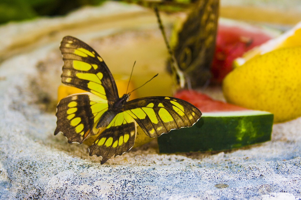 butterfly fruit watermelon free photo