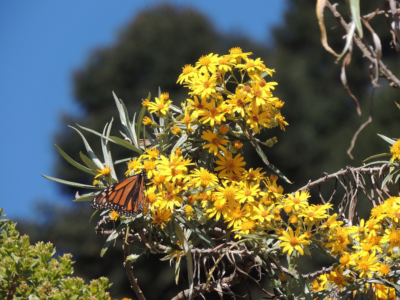 butterfly monarch monarch butterfly free photo