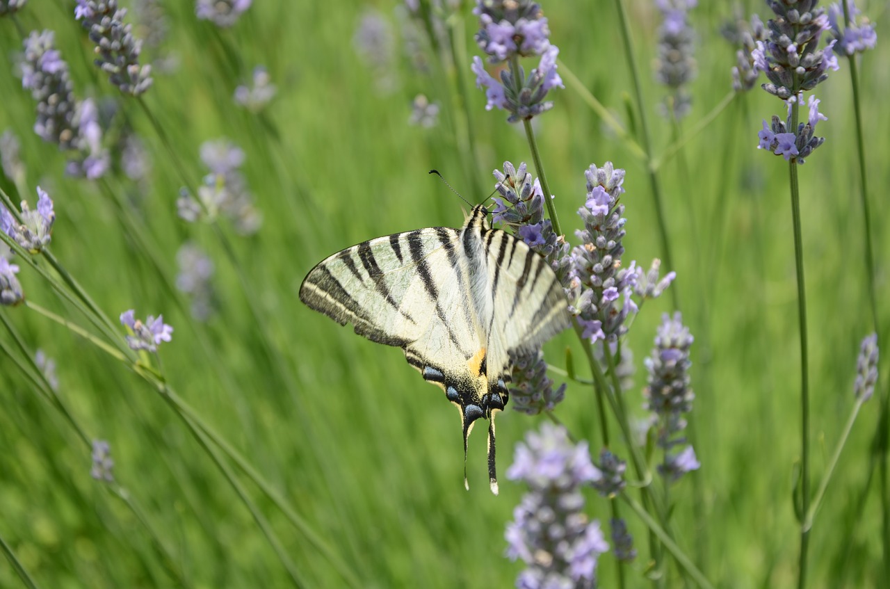 butterfly lavender field of lavender free photo