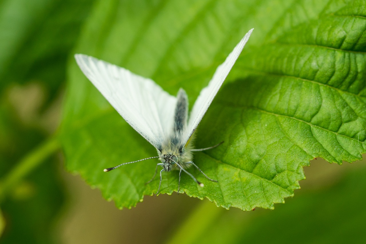 butterfly leaf macro free photo