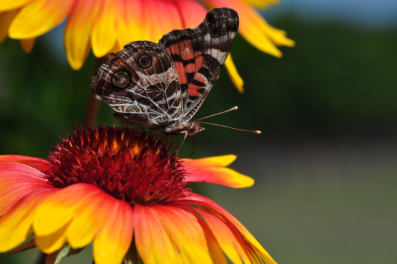 butterfly blanket flowers flowers free photo