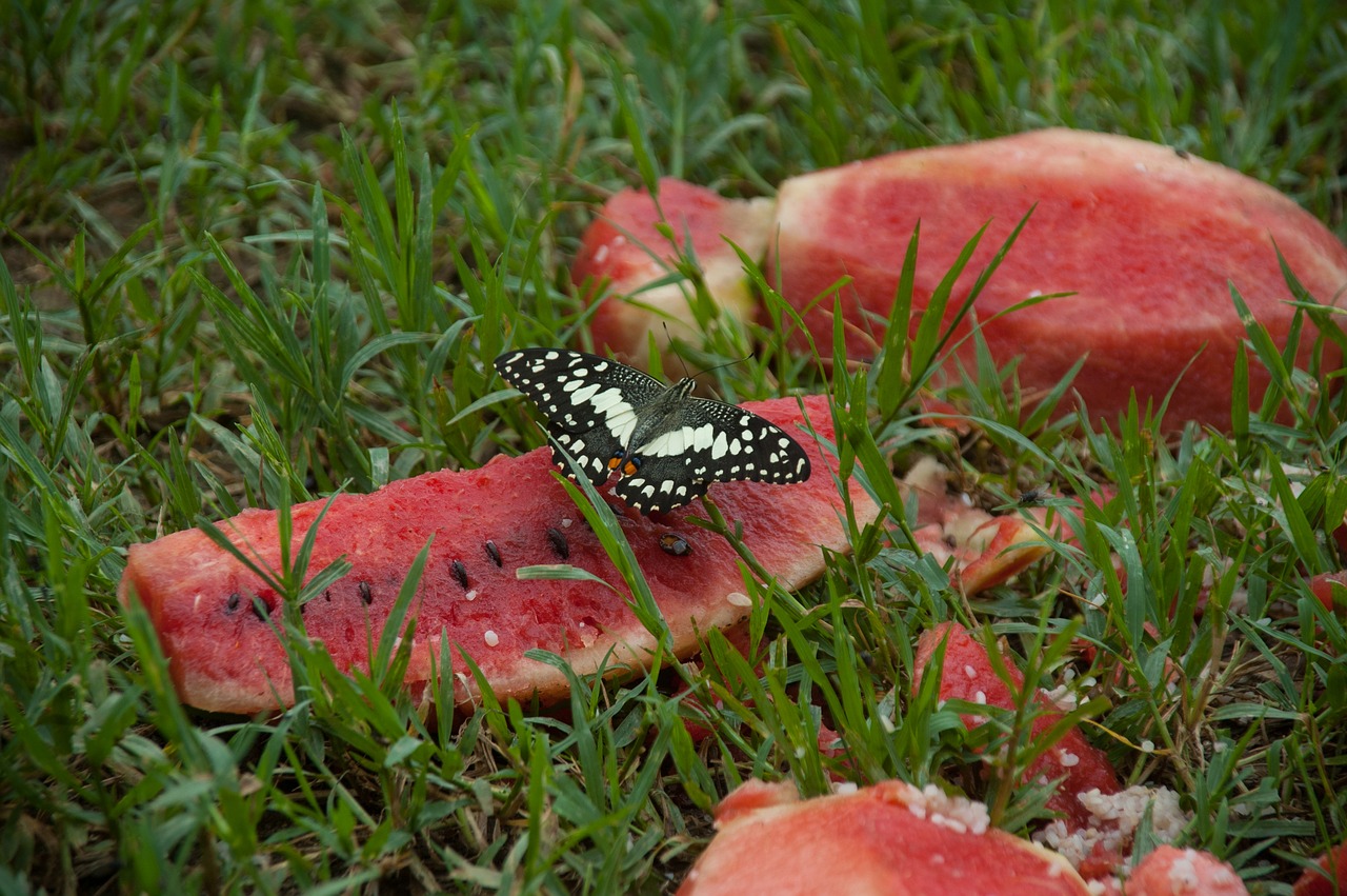 butterfly melon nature free photo