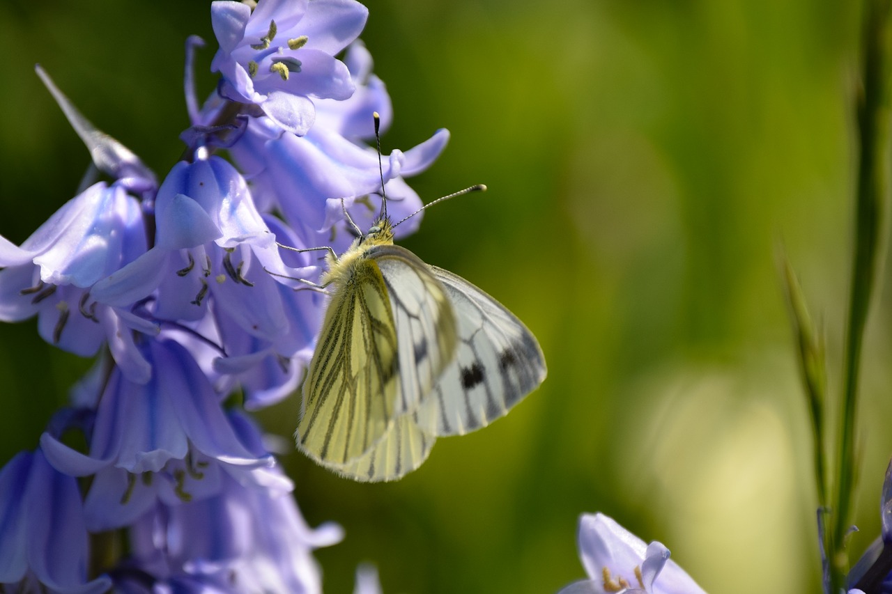 butterfly spring flowers free photo