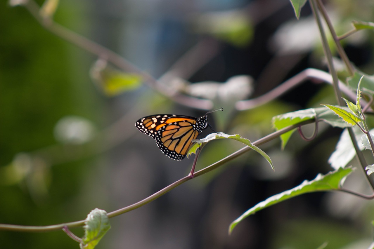 butterfly butterflies flower free photo