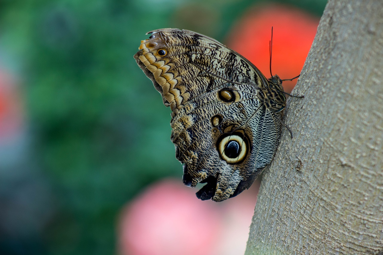 butterfly butterflies flower free photo