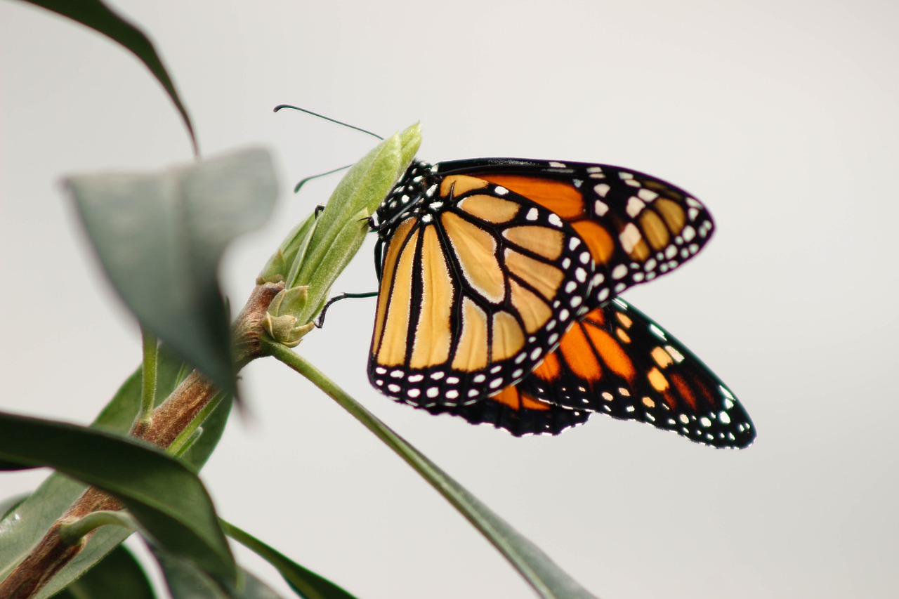 butterfly butterflies flower free photo