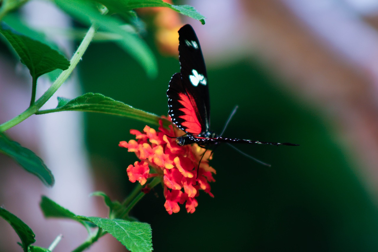 butterfly butterflies flower free photo