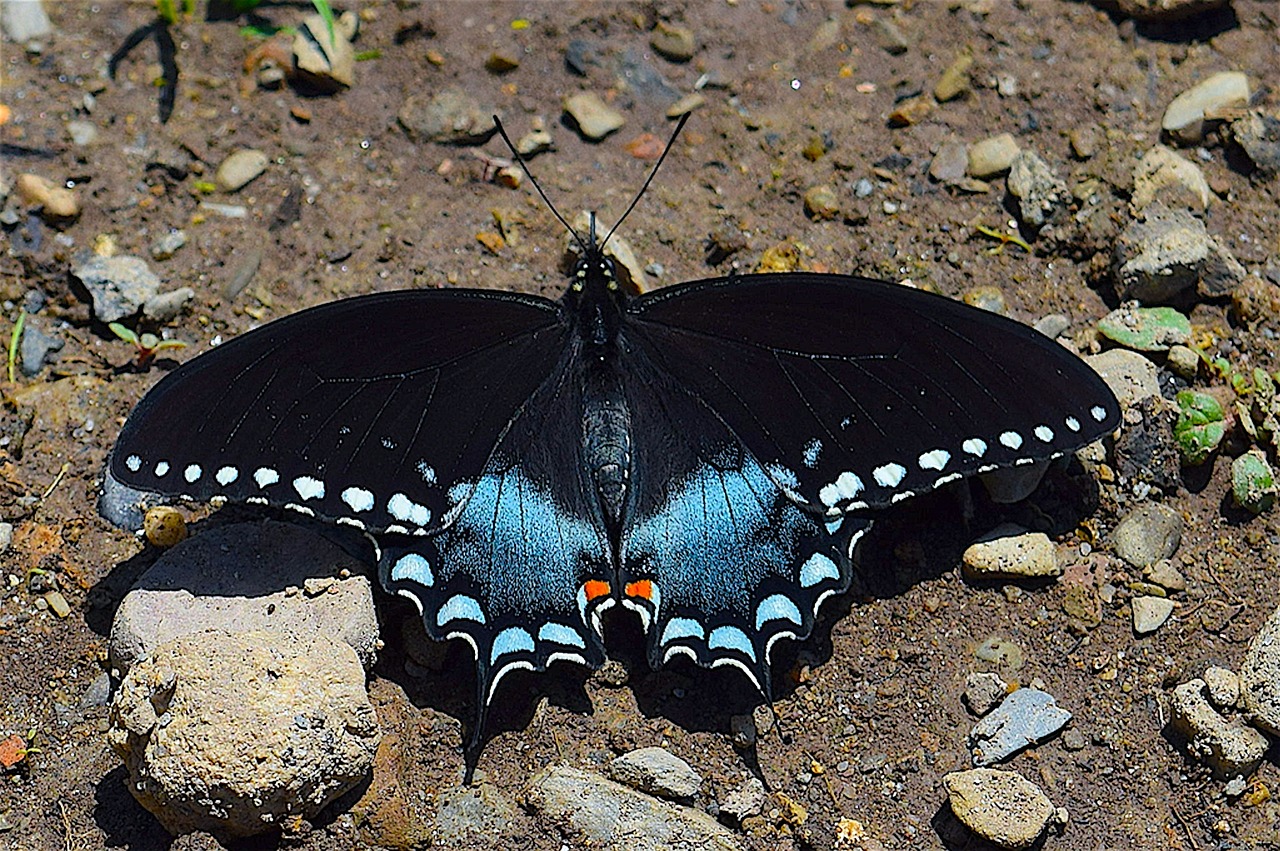 butterfly blue black free photo