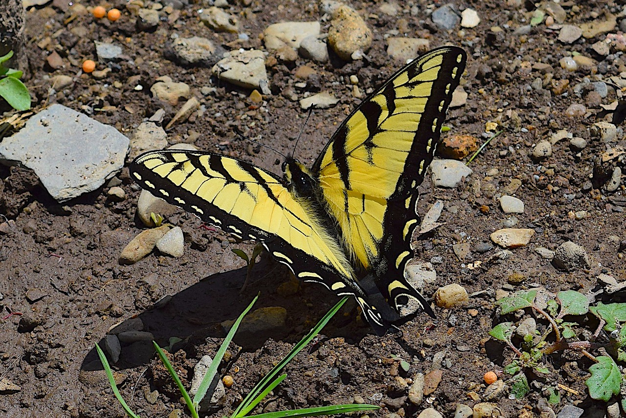 butterfly yellow black free photo