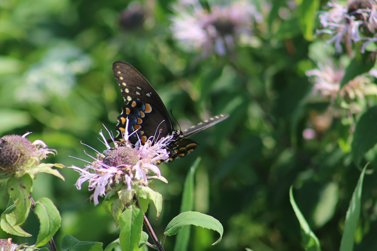 butterfly flower nature free photo