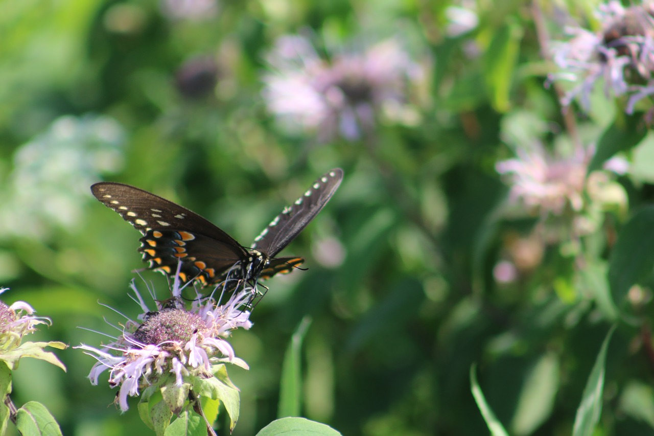 butterfly nature flower free photo