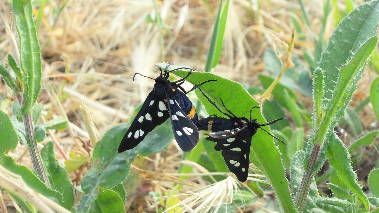butterfly pairing pair free photo