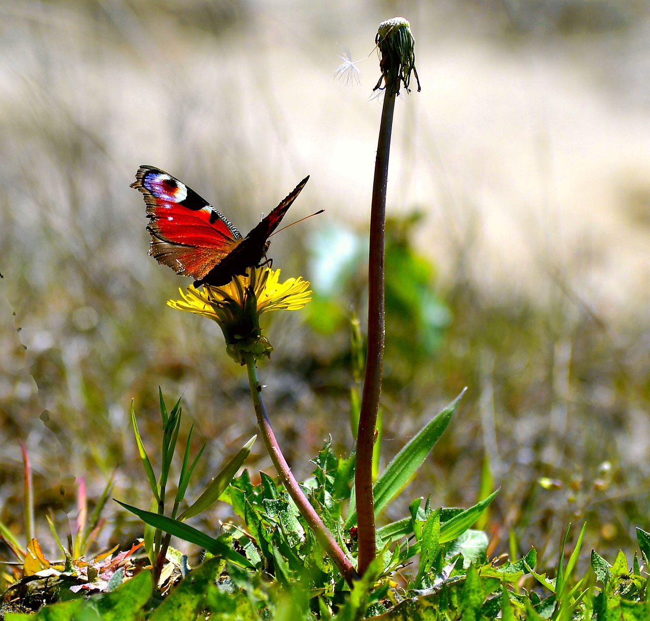 butterfly butterflies insect free photo