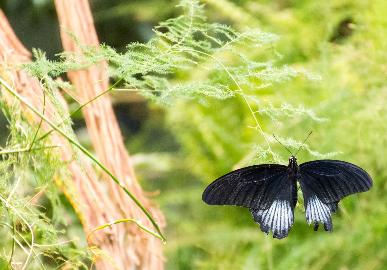 butterfly black white free photo